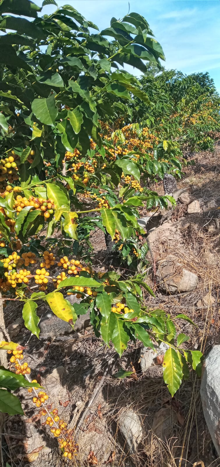 2026 Micro Lot!!! Yellow Bourbon