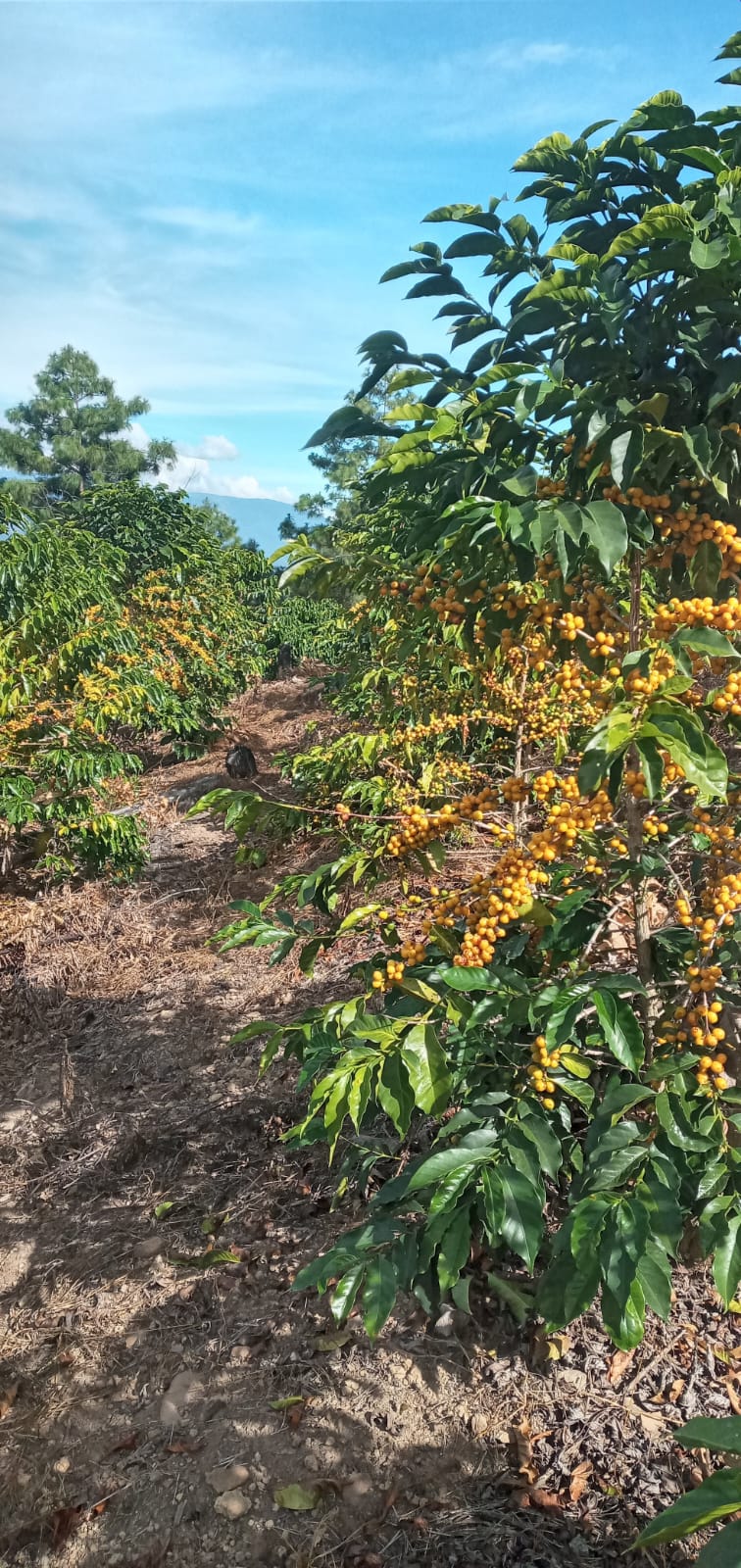 2026 Micro Lot!!! Yellow Bourbon
